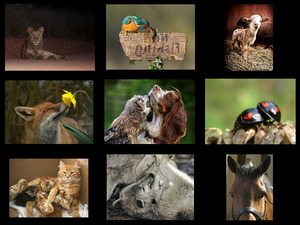 klicke hier, um die Datei herunterzuladen lustige Tierbilder