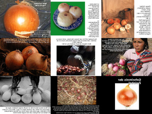 das Geheimnis der Zwiebel