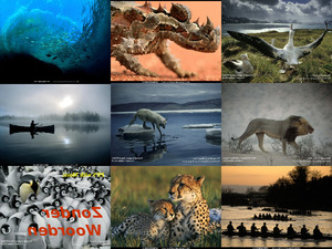 Tiere