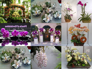 Super sch�ne Orchideen