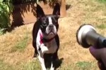Lustige-Hoppalas-mit-Hunden.mp4 auf www.funpot.net