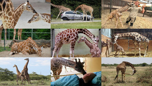 klicke hier, um die Datei herunterzuladen Giraffen