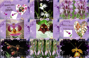 klicke hier, um die Datei herunterzuladen la-beaute-de-l-orchidee-marine tte