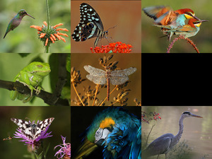 klicke hier, um die Datei herunterzuladen Superb Animal Photography