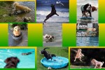 Badespass-mit-Hunden.pps auf www.funpot.net