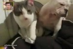 Katze-schlägt-Hund.wmv auf www.funpot.net