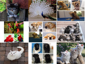 klicke hier, um die Datei herunterzuladen Tierfreunde