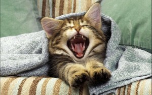 S�sse Katzen
