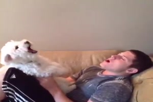 Hundekonzert