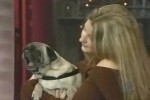 Mops-spricht-