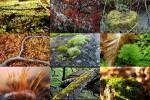 Tolle-Bilder-von-Moos.ppsx auf www.funpot.net