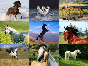 Wow tolle Pferde