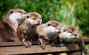 klicke hier, um die Datei herunterzuladen Zauber der Natur - ein weiterer Teil