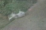 wenn-der-Hund-sich-den-Rücken-kratzen-will.wmv auf www.funpot.net