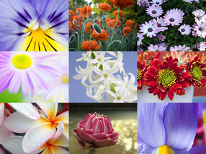 klicke hier, um die Datei herunterzuladen Traumhafte Aufnahmen von Blumen und Blüten