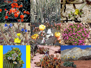 W�ste in voller Bl�te