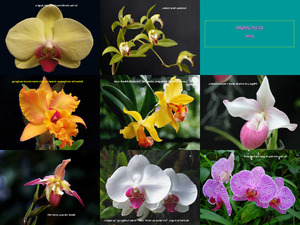 klicke hier, um die Datei herunterzuladen Orchideen und Gedanken ki