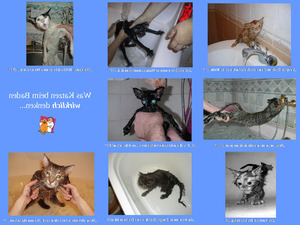 Was Katzen beim Baden wirklich denken