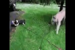 freche-Hunde.mp4 auf www.funpot.net