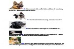 Hunde.pdf auf www.funpot.net