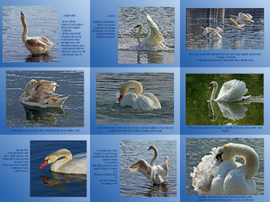 Der Schwan