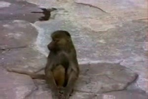 Affe mit Spiegel