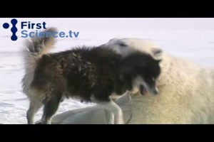 bears dogs play together