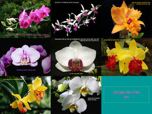 klicke hier, um die Datei herunterzuladen schöne Orchideenblüten