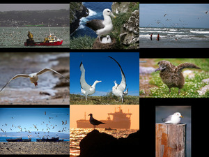 klicke hier, um die Datei herunterzuladen albatrosandseaugull