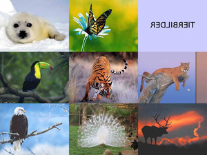 Tiere in Freiheit