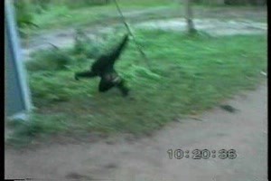 der freche Affe