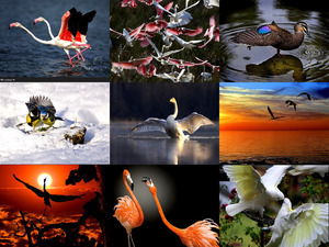 Beeindruckende Bilder von V�geln