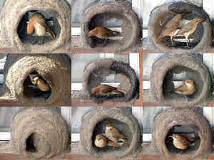 klicke hier, um die Datei herunterzuladen Wie Vögel ein Nest bauen
