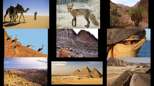 klicke hier, um die Datei herunterzuladen Sinai 2
