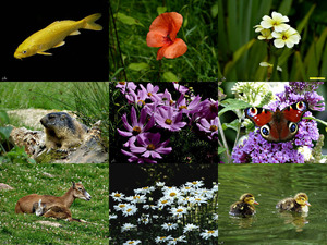 klicke hier, um die Datei herunterzuladen Summer-in-the-country