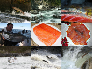 klicke hier, um die Datei herunterzuladen Zalm 2
