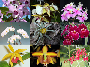 klicke hier, um die Datei herunterzuladen Wunderschöne Aufnahmen von Orchideen