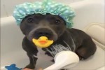 Hund-mit-Bade-Ente.mp4 auf www.funpot.net