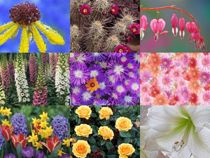 klicke hier, um die Datei herunterzuladen Bloemen 13