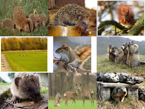 klicke hier, um die Datei herunterzuladen Kleine Tiere