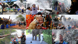 2016 Thailand Elefanten