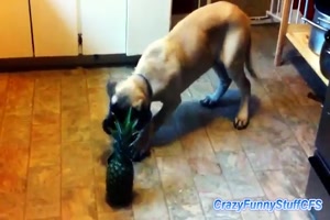 Hund und Ananas