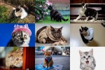 Lustige-Katzen-2.ppsx auf www.funpot.net