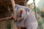 Koala-und-Schmetterling.mp4 auf www.funpot.net