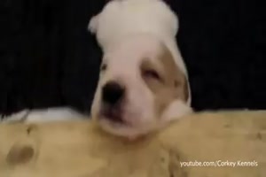 Katz und Hund sind totmde
