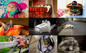 klicke hier, um die Datei herunterzuladen Lustige Katzen 3