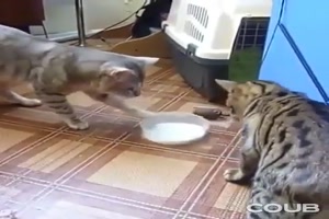 Feindschaft oder Freundschaft