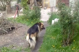 Der Schuldige ist schnell gefunden