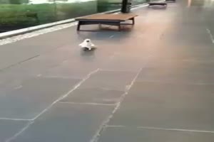 Komischer Hund