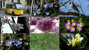 klicke hier, um die Datei herunterzuladen Le printemps est arrivé - Es ist Frühling